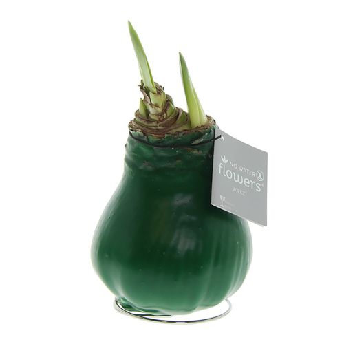 Amaryllis bulb in gift box - Image 17